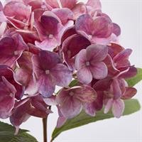 ORTENSIA NOBILE H60 ROSA SCU