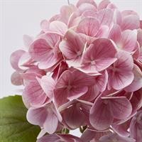 ORTENSIA NOBILE H60 ROSA CHI