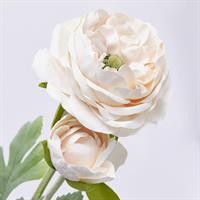 RANUNCOLO ROYAL H45 ROSA CHI