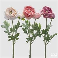 RANUNCOLO ROYAL H45 ROSA SCU
