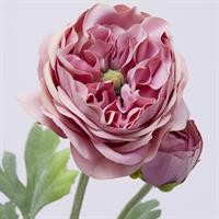 RANUNCOLO ROYAL H45 ROSA SCU