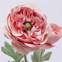 RANUNCOLO ROYAL H45 ROSA PES