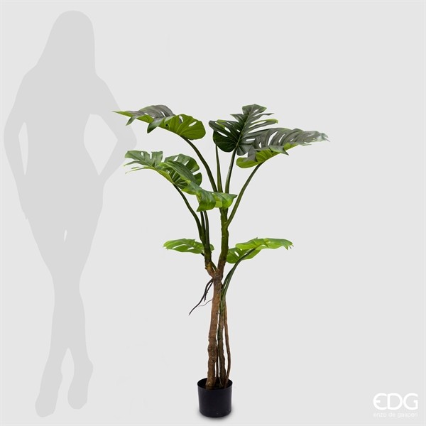 MONSTERA SLIM C/VASO H.130