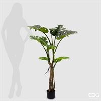 MONSTERA SLIM C/VASO H.130