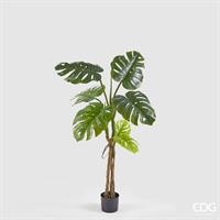 MONSTERA SLIM C/VASO H.130