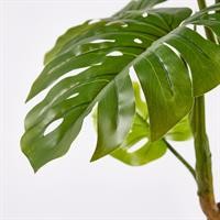 MONSTERA SLIM C/VASO H.130