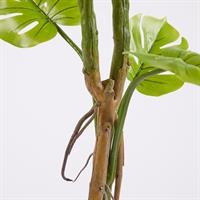 MONSTERA SLIM C/VASO H.130