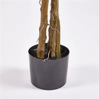 MONSTERA SLIM C/VASO H.130