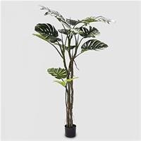 MONSTERA SLIM C/VASO H.180