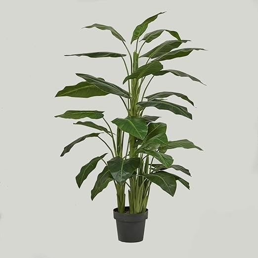 CALLA PIANTA C/VASO H145
