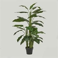 CALLA PIANTA C/VASO H145