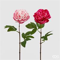 PEONIA OLIS RAMOX1 H65