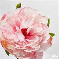 PEONIA OLIS RAMOX1 H65