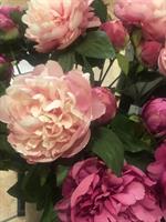 PEONIA OLIS RAMOX1 H65
