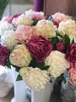 PEONIA OLIS RAMOX1 H65