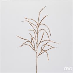 AMARANTHUS RAMO H.81 C4 H.81