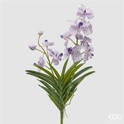 ORCHIDEA VANDA RAMO X2 C/F.H