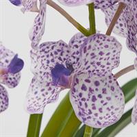 ORCHIDEA VANDA RAMO X2 C/F.H