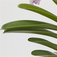 ORCHIDEA VANDA RAMO X2 C/F.H