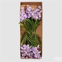 ORCHIDEA VANDA RAMO X2 C/F.H