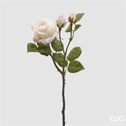 ROSA ELIS REX RAMOX3 H48 B9