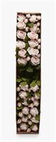 ROSA ELIS REX RAMOX3 H48 B9