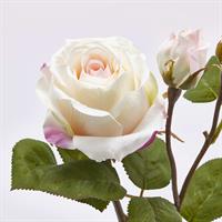 ROSA ELIS REX RAMOX3 H48 B9
