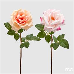 ROSA ROYAL APERTA H56 C2 2 A