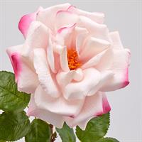 ROSA ROYAL APERTA H56 C2 2 A