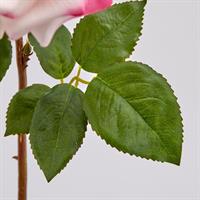 ROSA ROYAL APERTA H56 C2 2 A