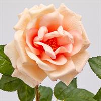 ROSA ROYAL APERTA H56 C2 2 A