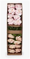 ROSA ROYAL APERTA H56 C2 2 A