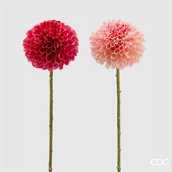 DALIA REX (2COL.ASS)H65 C3