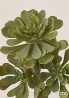 SUCCULENT WEST PICK X4 H28 B