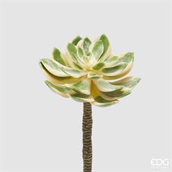 AEONIUM SUNBURST D16 (SUCC)