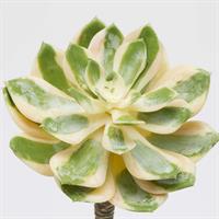 AEONIUM SUNBURST D16 (SUCC)