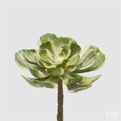 AEONIUM SUNBURST D23 (SUCC)