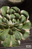 AEONIUM SUNBURST D23 (SUCC)