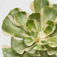 AEONIUM SUNBURST D23 (SUCC)