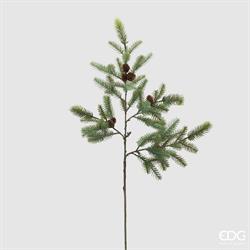 PINO RAMO C/PIGNE H50