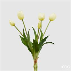 TULIPANO GOMM.OLIS MZ5PZH40