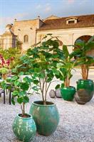 VASO FENICE ANFORA-RIGHE H69