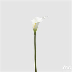 CALLA RAMO H.65 C5