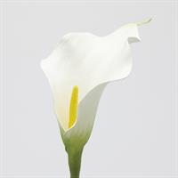 CALLA RAMO H.65 C5