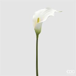 CALLA RAMO H.75 C5
