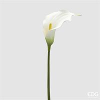 CALLA RAMO H.75 C5