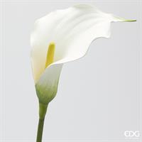 CALLA RAMO H.75 C5
