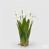 NARCISO MAZZO X9 C/FOGLIE H4