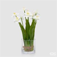 NARCISO MAZZO X9 C/FOGLIE H4