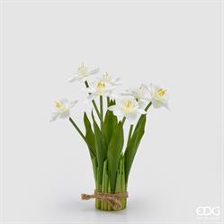 NARCISO MAZZO X7 C/FOGLIE H2